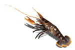 copy_of_lobster_wiggling_antenna_md_wht1.gif